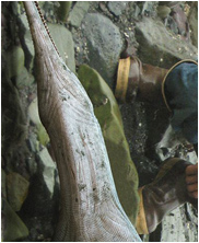 Dolichorhynchops, mega beasts