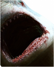 Ginsu Shark, Cretoxyrhina mantelli, mega beasts