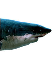 Ginsu Shark, Cretoxyrhina mantelli, mega beasts