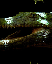 sarcosuchus, sarcosuchus imperator, Mega Beasts