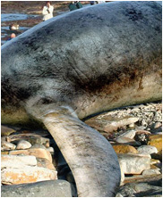 Styxosaurus, styxosaurus snowii, mega beasts