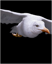 seagull for london eye