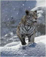 IceAge, sabre tooth tiger,mamouths