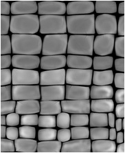 Zbrush Alpha, Crocodile alpha