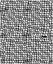 Zbrush Alpha, Dinosaur alpha