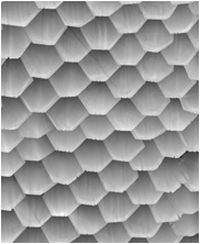 Zbrush Alpha, Dinosaur alpha