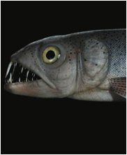 enchodus, sea monsters