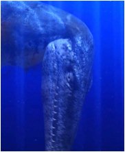 tylosuarus, tylosaur, seamonsters