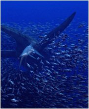 Tylosaur, Styxosaurus Snowii, sea monsters