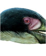 Tylosaur, Styxosaurus Snowii, sea monsters