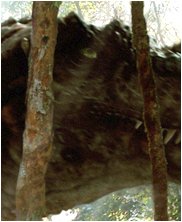 Tylosaur, Styxosaurus Snowii, sea monsters